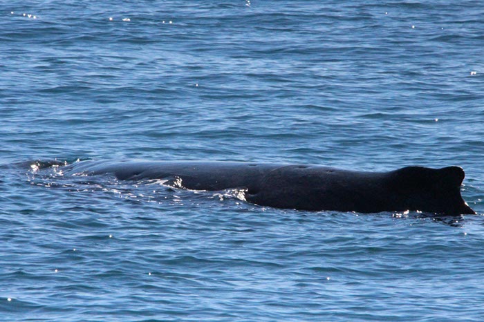 %_tempFileNameAus17-14%20Whale%20Watch-084%