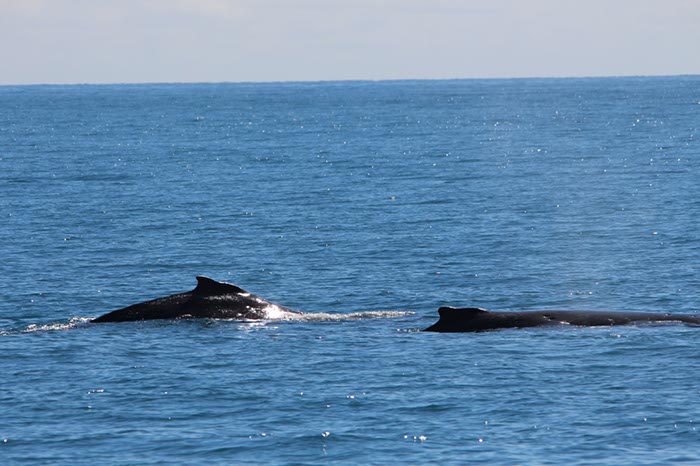 %_tempFileNameAus17-14%20Whale%20Watch-085%