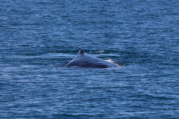 %_tempFileNameAus17-14%20Whale%20Watch-089%