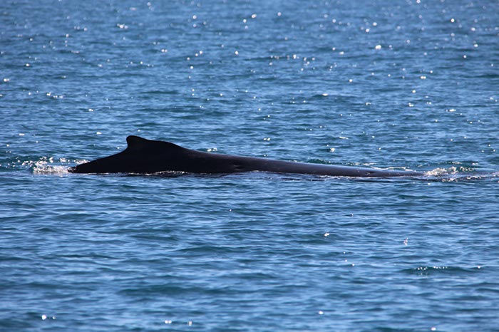 %_tempFileNameAus17-14%20Whale%20Watch-095%