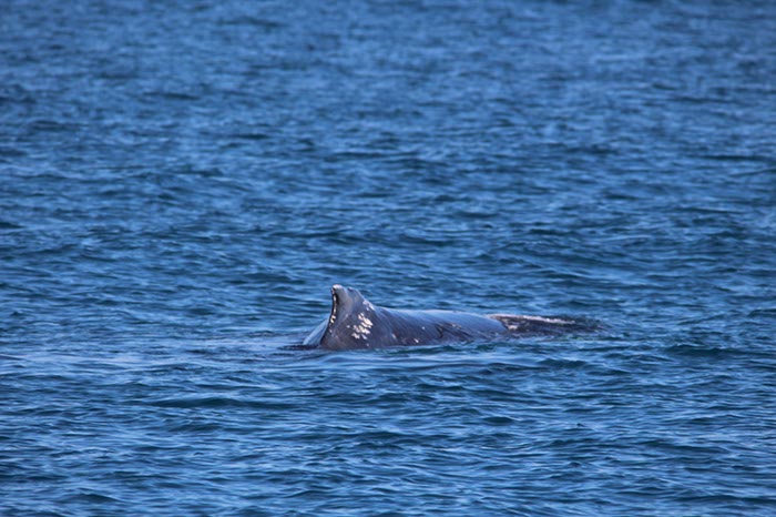 %_tempFileNameAus17-14%20Whale%20Watch-097%