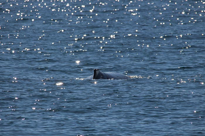 %_tempFileNameAus17-14%20Whale%20Watch-098%