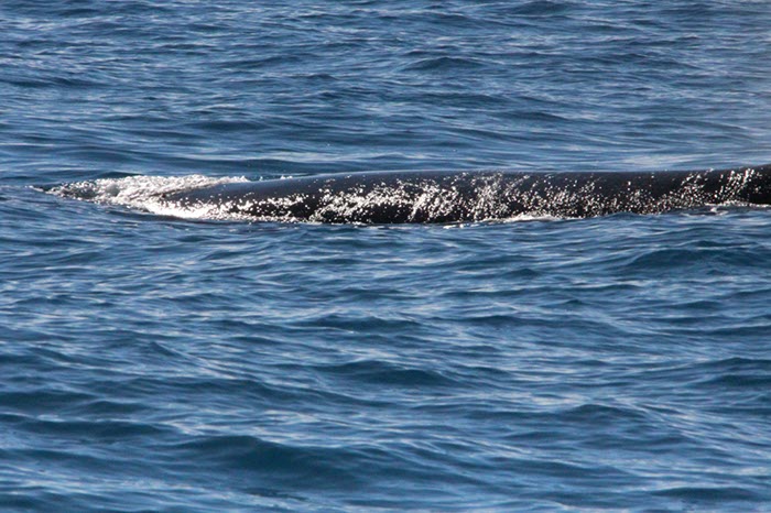 %_tempFileNameAus17-14%20Whale%20Watch-009%