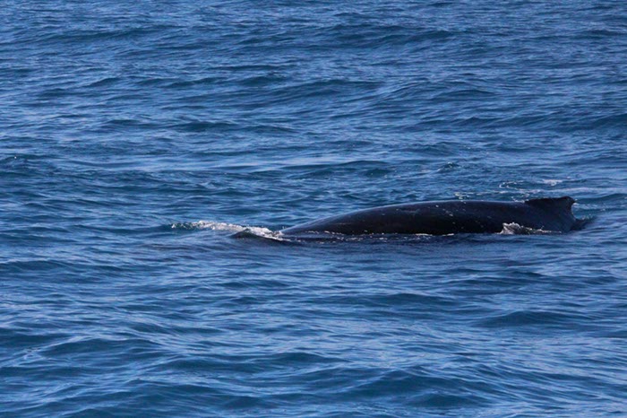 %_tempFileNameAus17-14%20Whale%20Watch-019%