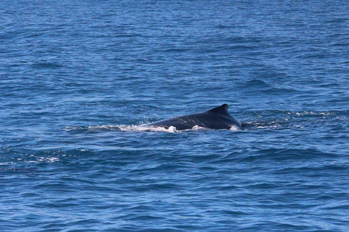 %_tempFileNameAus17-14%20Whale%20Watch-020%