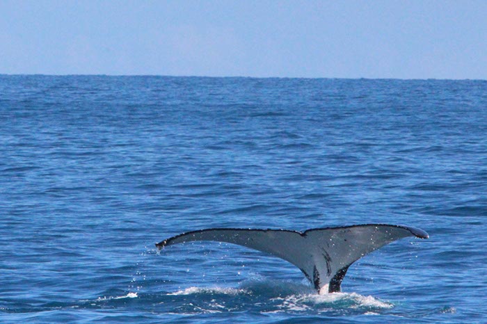 %_tempFileNameAus17-14%20Whale%20Watch-028%