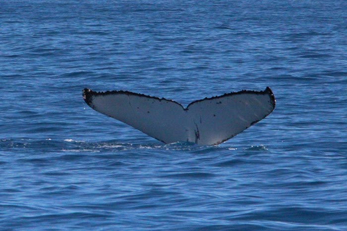 %_tempFileNameAus17-14%20Whale%20Watch-029%