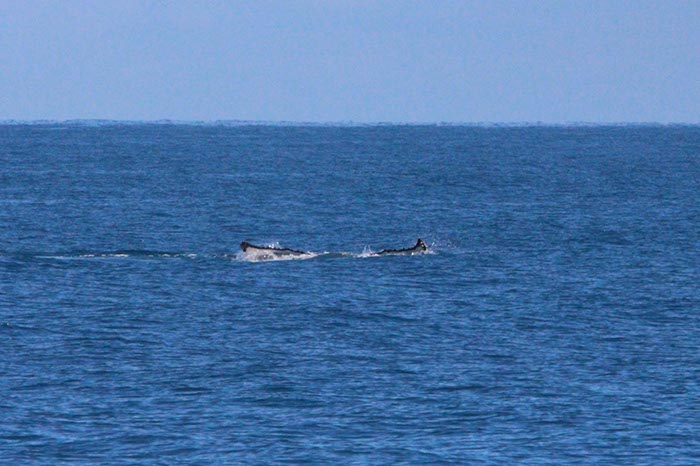 %_tempFileNameAus17-14%20Whale%20Watch-039%