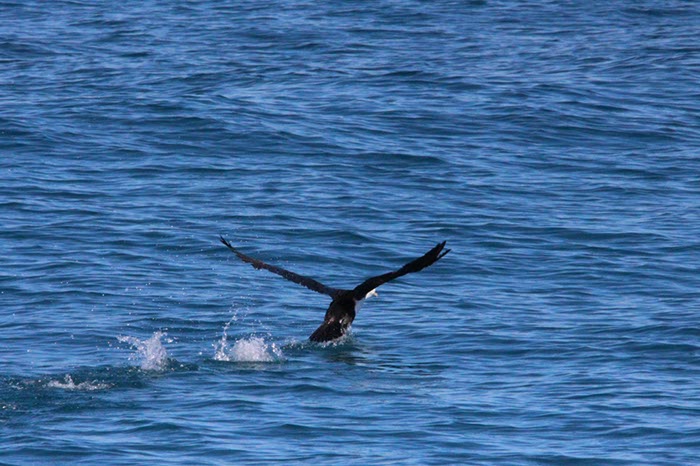 %_tempFileNameAus17-14%20Whale%20Watch-045%
