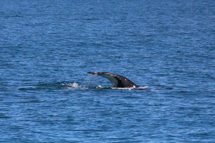 %_tempFileNameAus17-14%20Whale%20Watch-053%