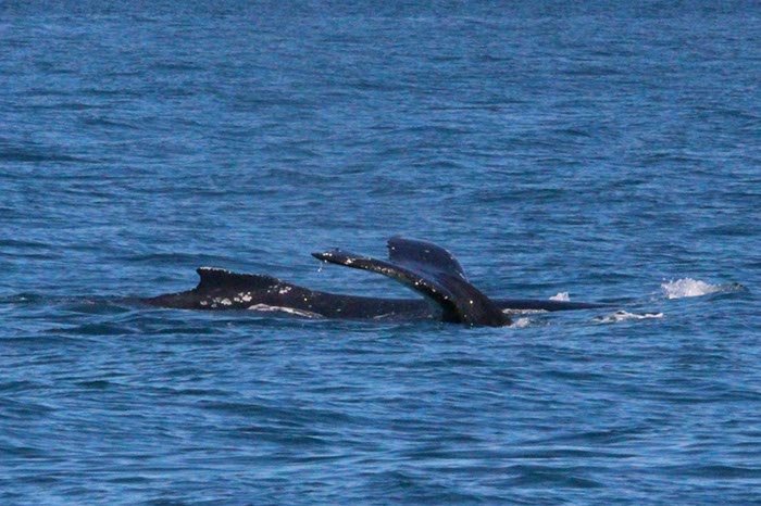 %_tempFileNameAus17-14%20Whale%20Watch-069%