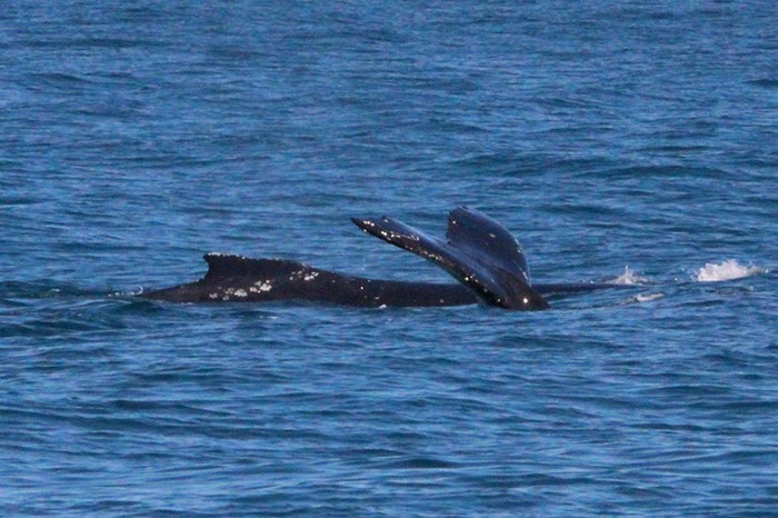 %_tempFileNameAus17-14%20Whale%20Watch-070%