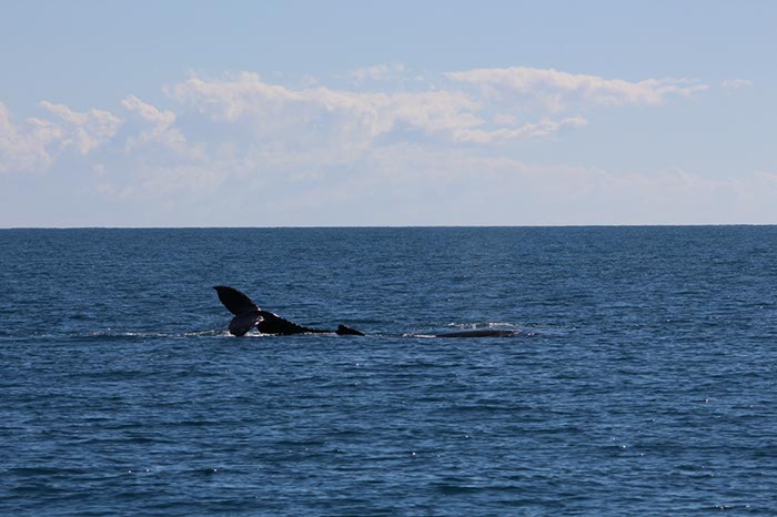 %_tempFileNameAus17-14%20Whale%20Watch-094%