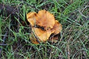 %_tempFileNameAus17-02%20Yalgorup-04%