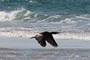 %_tempFileNameAus17-09%20Maroochydore-16%