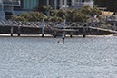 %_tempFileNameAus17-09%20Maroochydore-40%