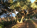 %_tempFileNameAus17-09%20Maroochydore-62%