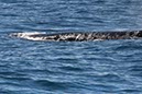 %_tempFileNameAus17-14%20Whale%20Watch-009%