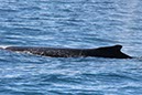 %_tempFileNameAus17-14%20Whale%20Watch-010%