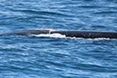%_tempFileNameAus17-14%20Whale%20Watch-012%