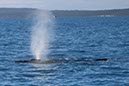 %_tempFileNameAus17-14%20Whale%20Watch-015%