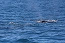 %_tempFileNameAus17-14%20Whale%20Watch-017%