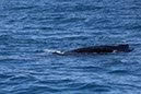 %_tempFileNameAus17-14%20Whale%20Watch-019%