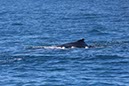 %_tempFileNameAus17-14%20Whale%20Watch-020%