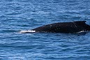 %_tempFileNameAus17-14%20Whale%20Watch-021%
