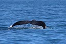 %_tempFileNameAus17-14%20Whale%20Watch-026%