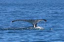 %_tempFileNameAus17-14%20Whale%20Watch-027%