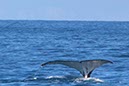 %_tempFileNameAus17-14%20Whale%20Watch-028%