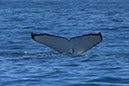 %_tempFileNameAus17-14%20Whale%20Watch-029%
