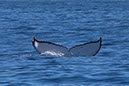 %_tempFileNameAus17-14%20Whale%20Watch-030%