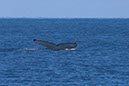 %_tempFileNameAus17-14%20Whale%20Watch-038%