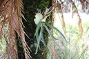%_tempFileNameAus17-18%20Carnarvon%20Gorge-31%