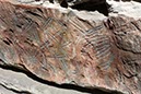 %_tempFileNameAus17-18%20Carnarvon%20Gorge-43%