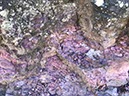 %_tempFileNameAus17-18%20Carnarvon%20Gorge-55%