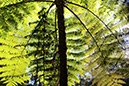 %_tempFileNameAus17-18%20Carnarvon%20Gorge-64%