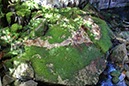 %_tempFileNameAus17-18%20Carnarvon%20Gorge-73%