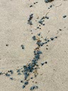 %_tempFileNameAus17-24%20University%20Gallery-22%