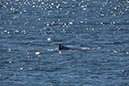 %_tempFileNameAus17-14%20Whale%20Watch-098%