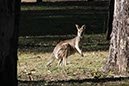 %_tempFileNameAus17-18%20Carnarvon%20Gorge-84%
