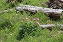 %_tempFileNameSard06-Parc%20S%20Barbara-12%