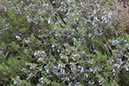 %_tempFileNameSard07-Urzulei-19%