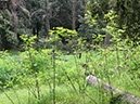 %_tempFileNameSard04-Monte%20Fumai-53%