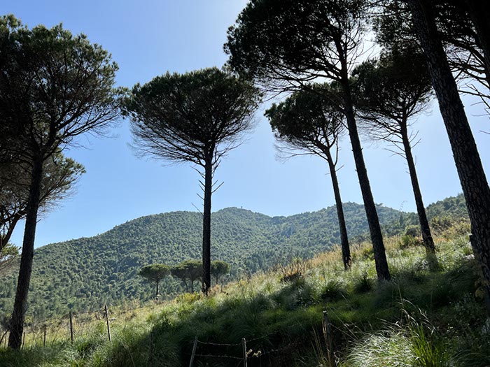 %_tempFileNameSicilie08-San%20Martino-33%