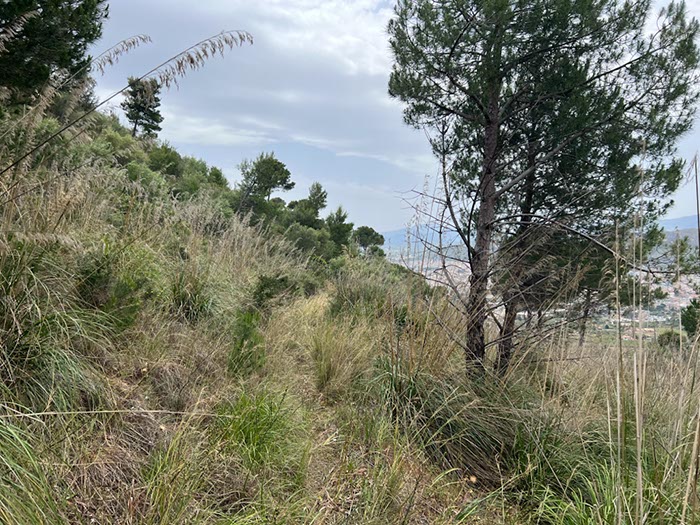 %_tempFileNamesicilie05-Monte%20Catalfano-03%