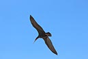 %_tempFileNameTarifa15-Conil%20wandeling-26%