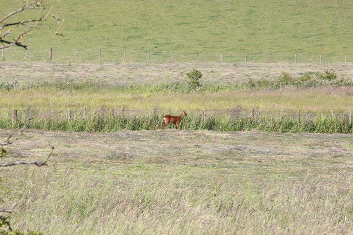 %_tempFileNameUK04-Threave%20walk-103%